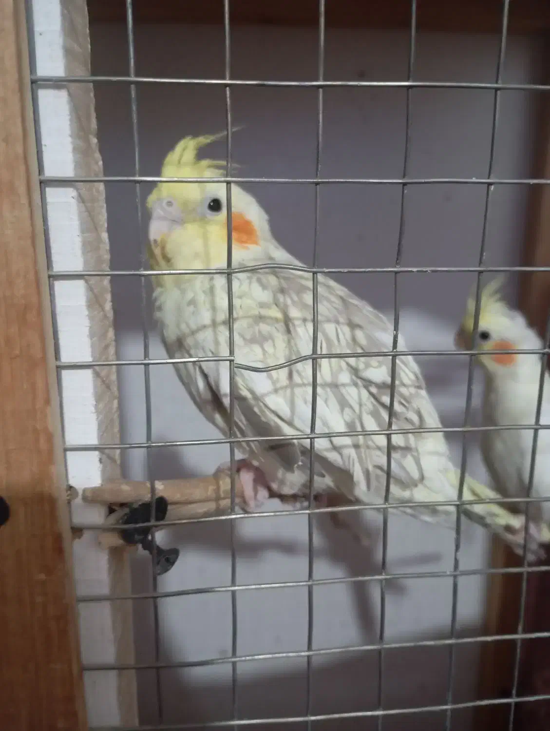 عروس ماده|پرنده|بیرجند, |دیوار