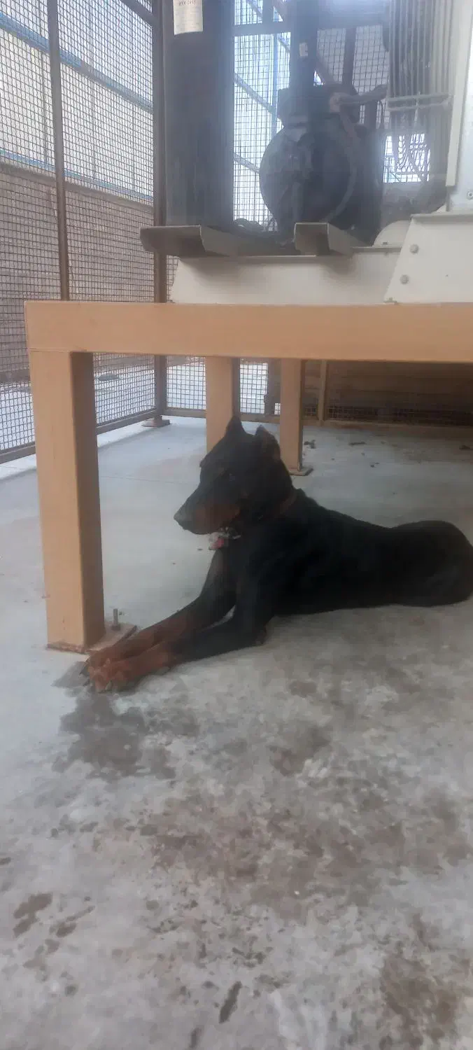 سگ دوبرمن نر صد درصد با اصالت|سگ|شیراز, شهرک صنعتی شیراز|دیوار