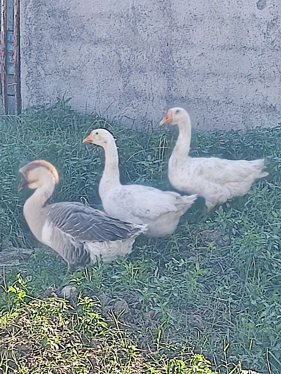 قوغاز اکراینی|حیوانات مزرعه|فاضل آباد, |دیوار