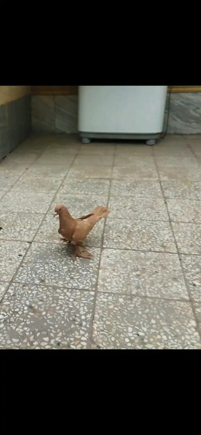 کفتر ماده زرد|پرنده|کرمان, |دیوار