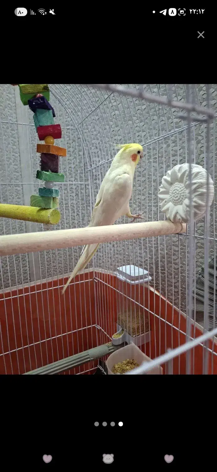 عروس هلندی سخنگو فروش فوری|پرنده|پیر بکران, |دیوار