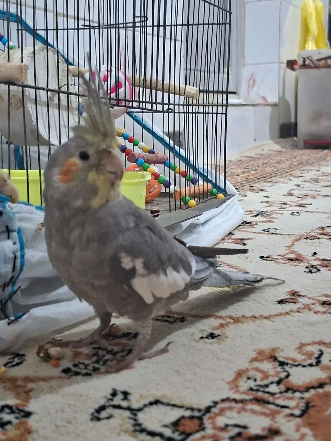 عروس هلندی|پرنده|شوشتر, |دیوار