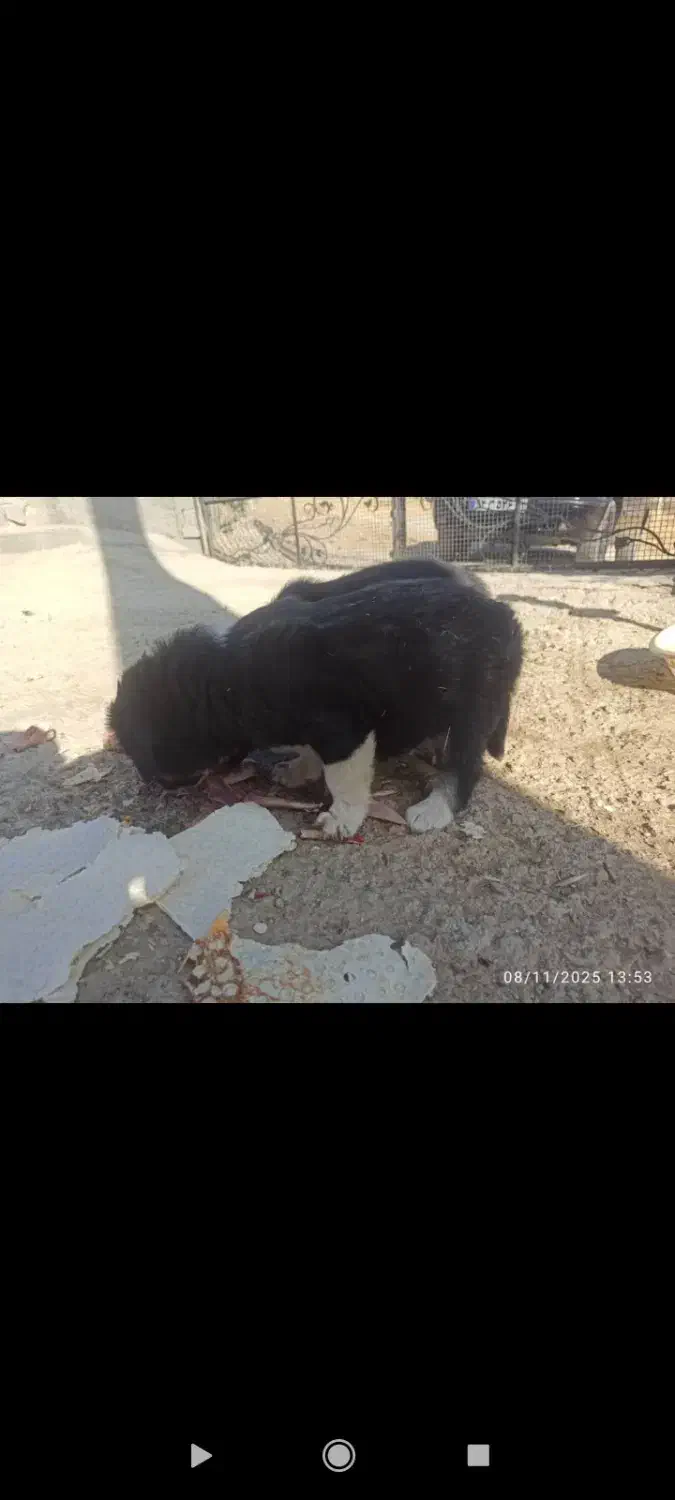 واگذاری سگ بومی|سگ|سقز, |دیوار