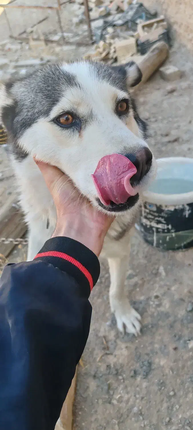 سگ هاسکی ماده|سگ|شهرضا, |دیوار