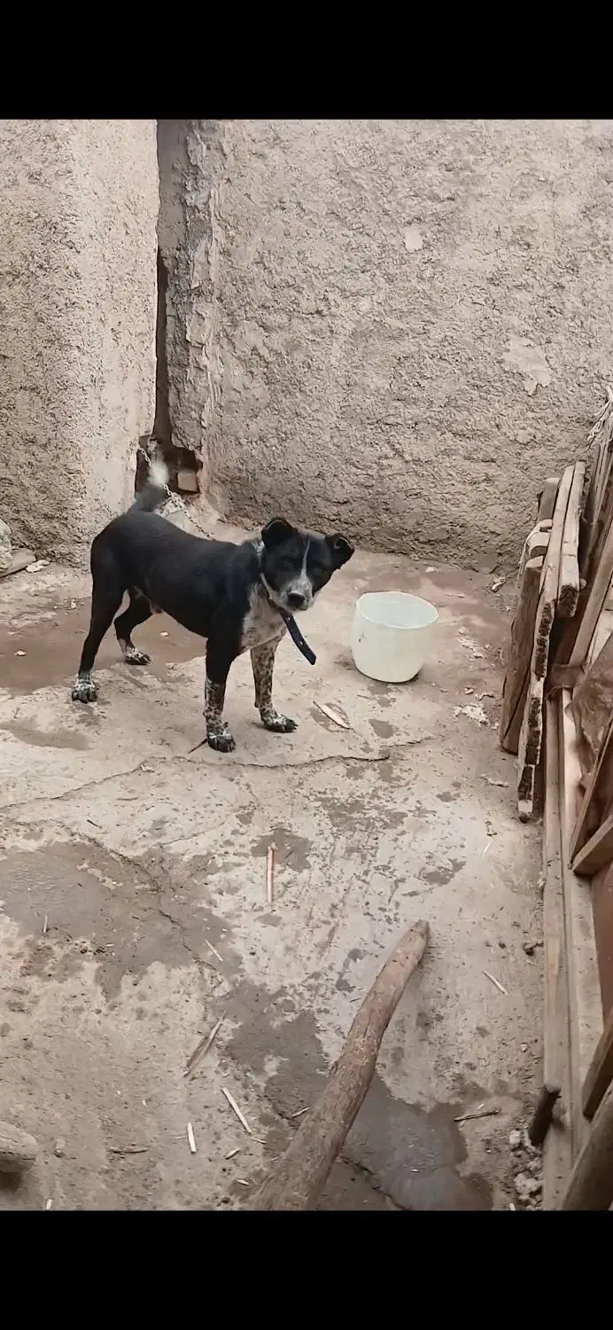 سگ قرقی|سگ|مبارکه, |دیوار