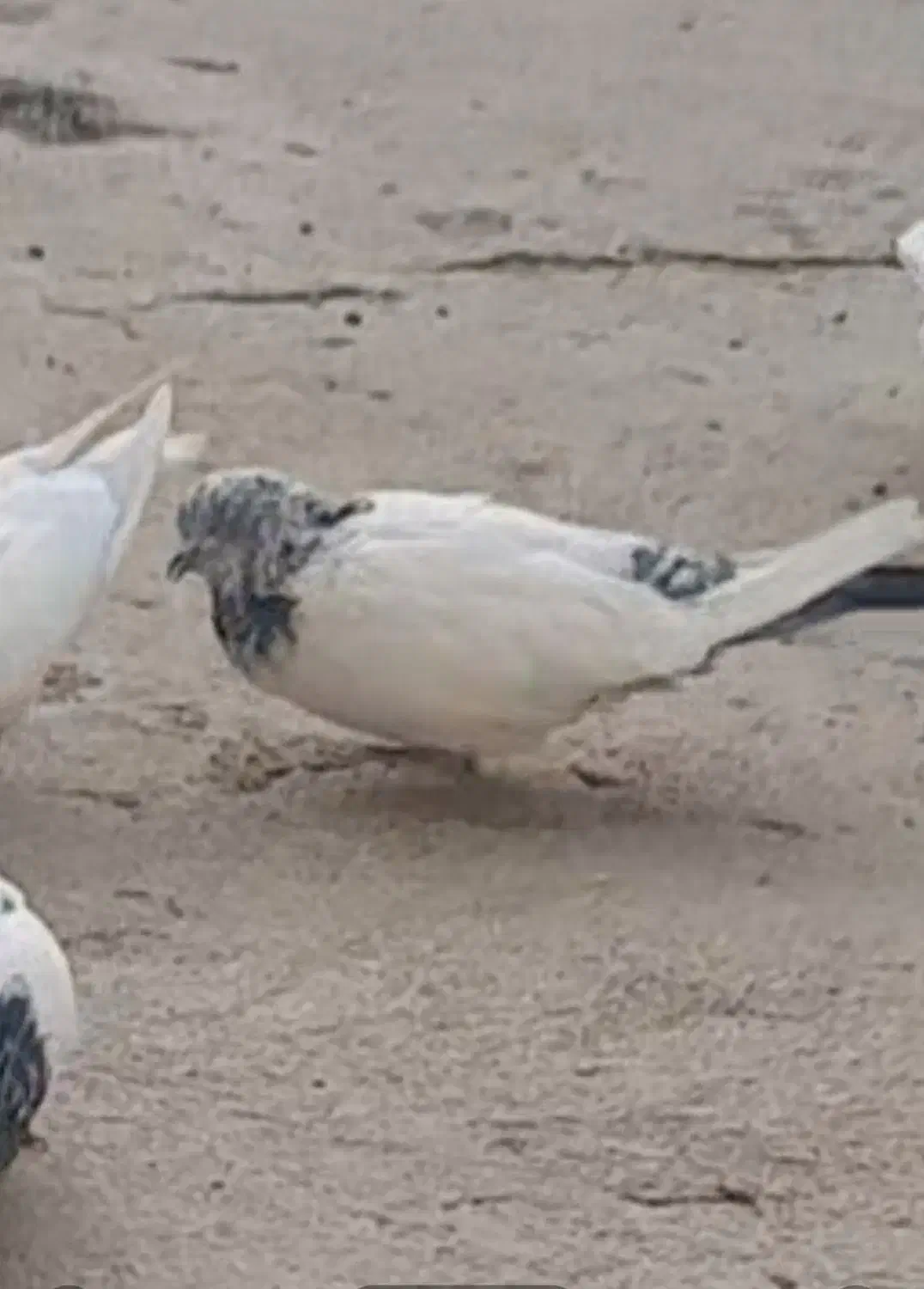 کبوتر|حیوانات|ایلام, |دیوار