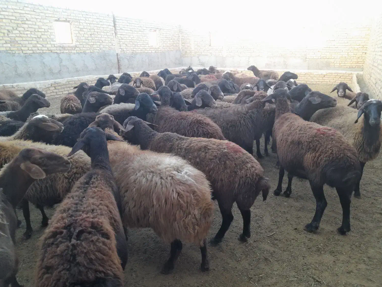 ۷۰ راس میش قزل افشار|حیوانات مزرعه|زنجانرود, |دیوار