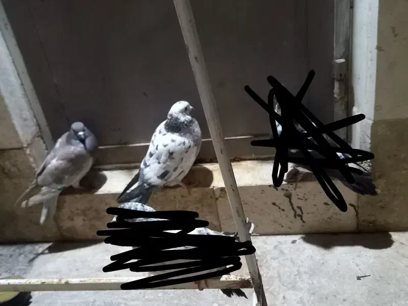 کبوتر|پرنده|قم, نیروگاه|دیوار