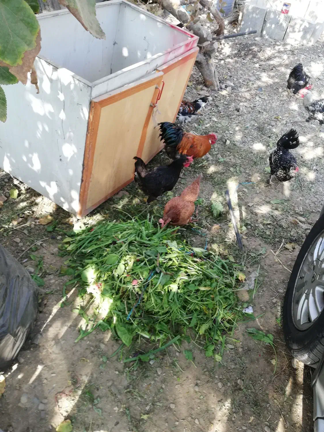 دو عدد خروس رسمی جوان فروشی|حیوانات مزرعه|تهران, سعیدآباد|دیوار