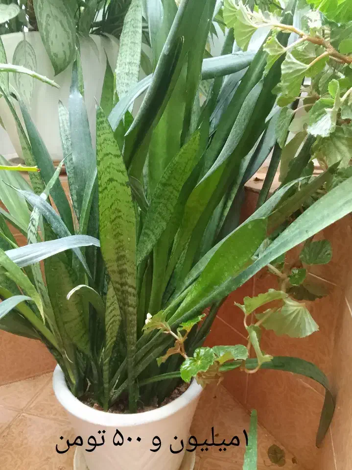 گل و گیاه|گل و گیاه طبیعی|نورآباد, |دیوار