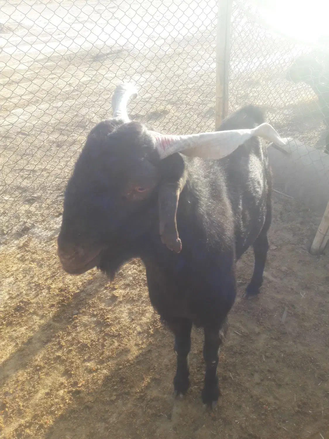 بز داشتی  با کهره کلر|حیوانات مزرعه|مرودشت, تخت جمشید|دیوار