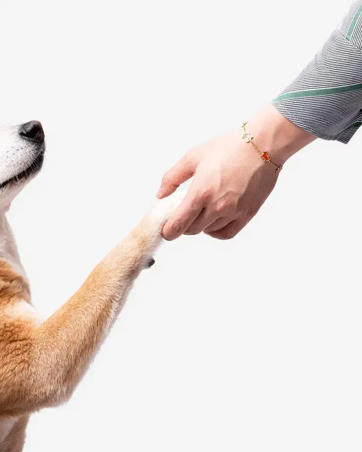 استخدام مسئول پذیرش کلینیک دامپزشکی|استخدام بازاریابی و فروش|کرمان, |دیوار