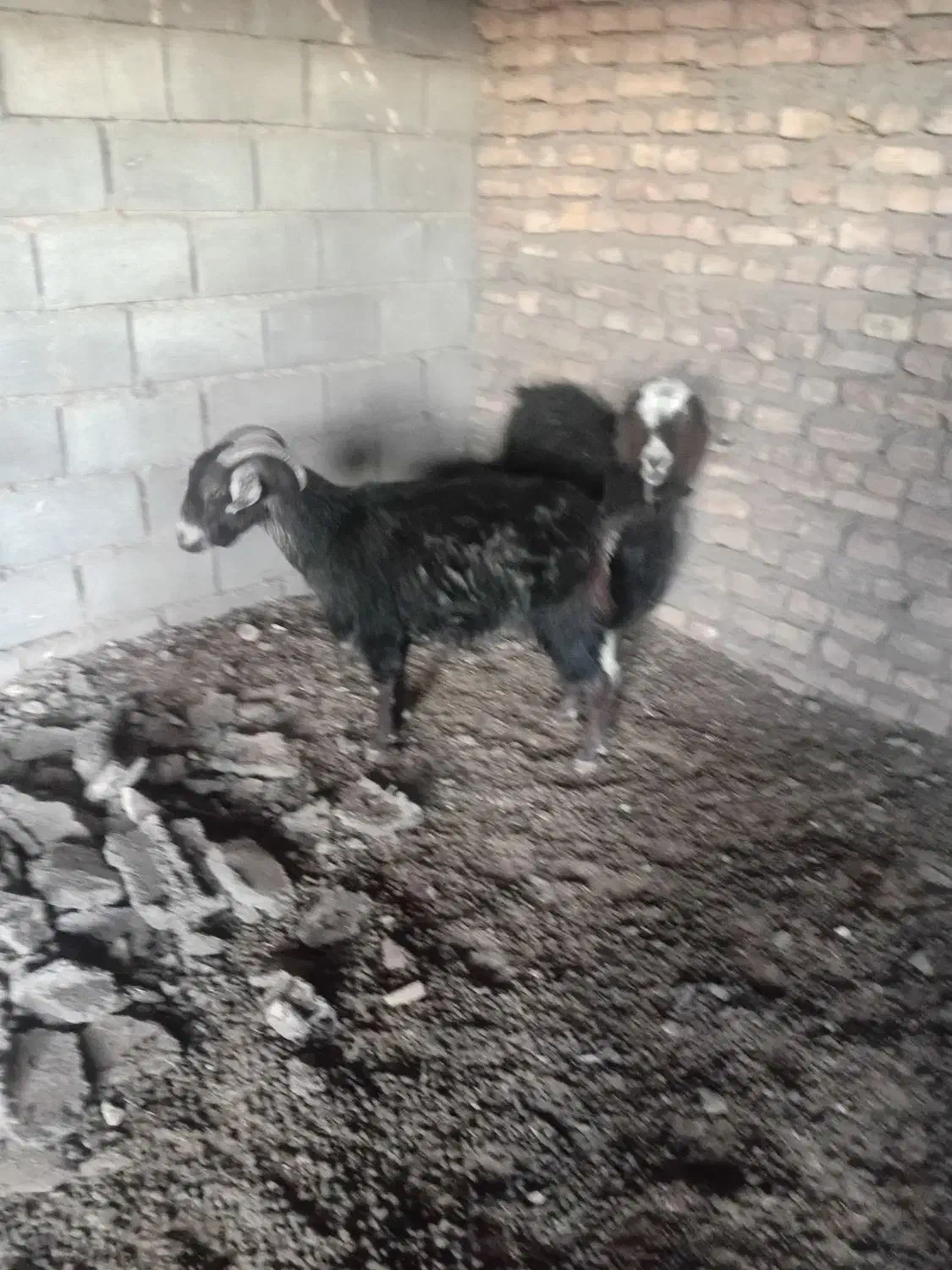 دوتابز|حیوانات مزرعه|گناباد, |دیوار