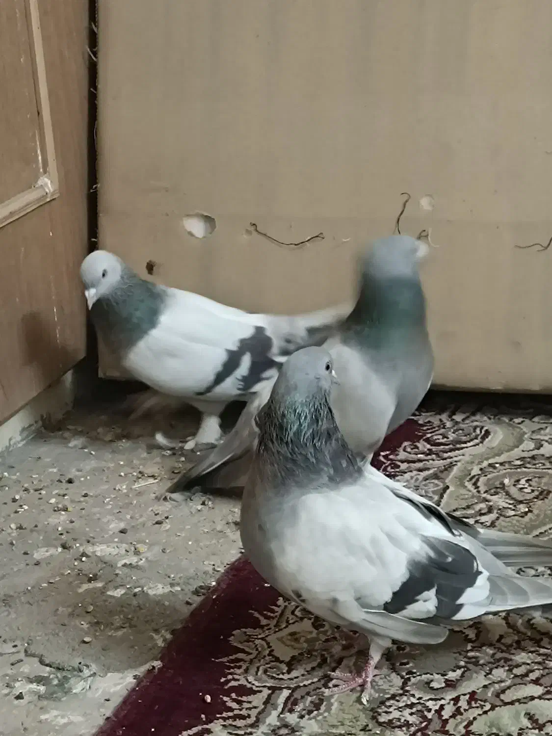 کبوتر نقره ای|پرنده|شهرکرد, |دیوار