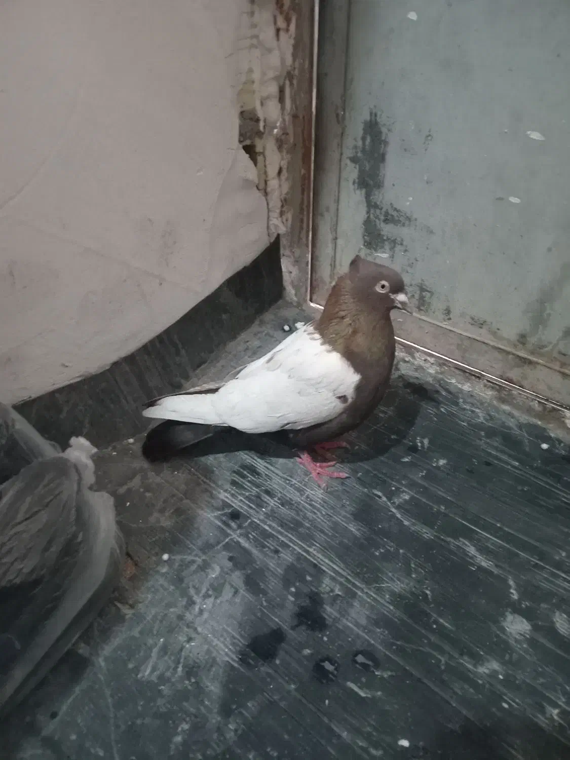 نر سرته قهوای|پرنده|بروجرد, |دیوار