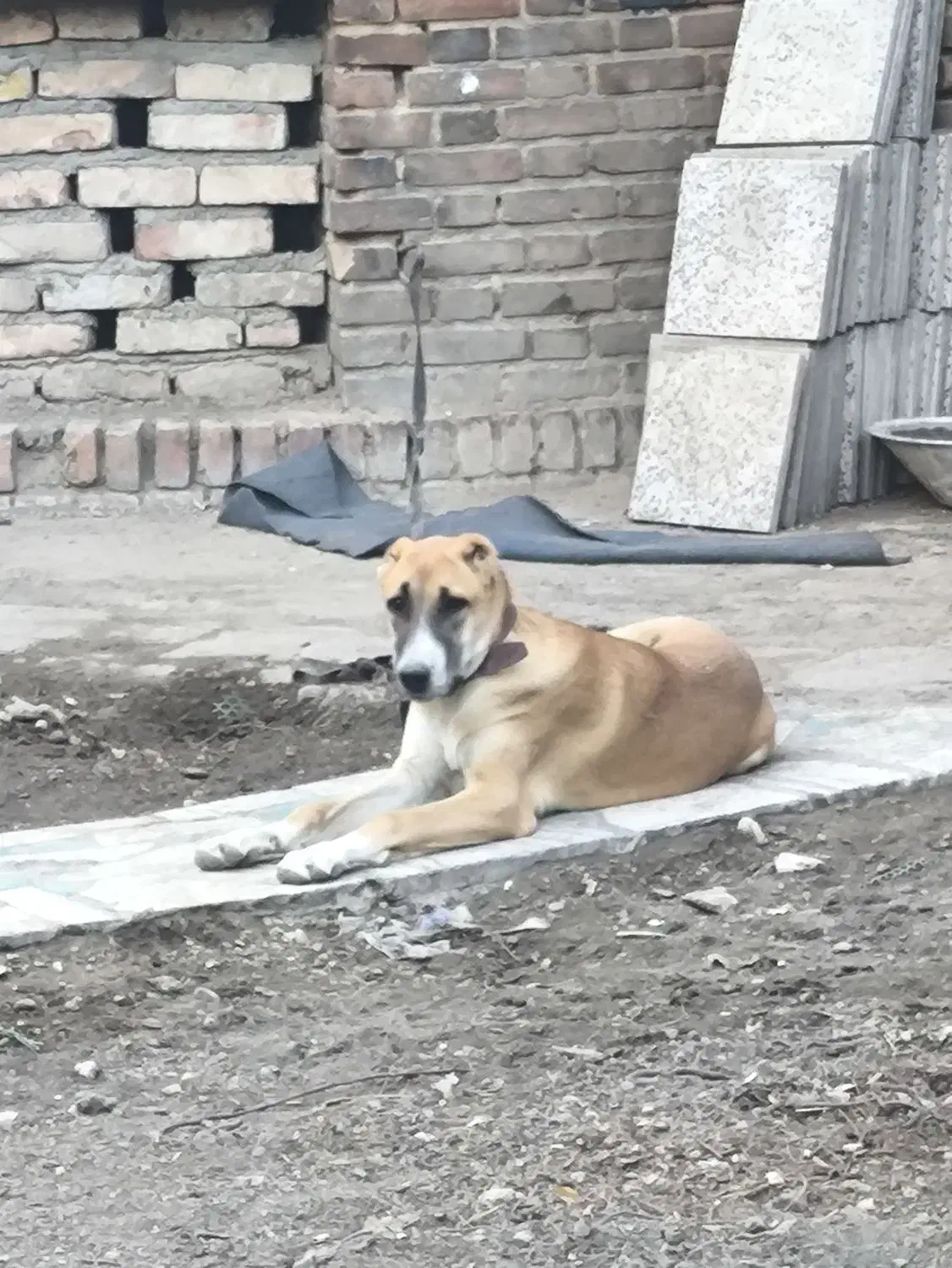 واگذاری ماده توله سگ نگهبان|سگ|تهران, فردوسی|دیوار