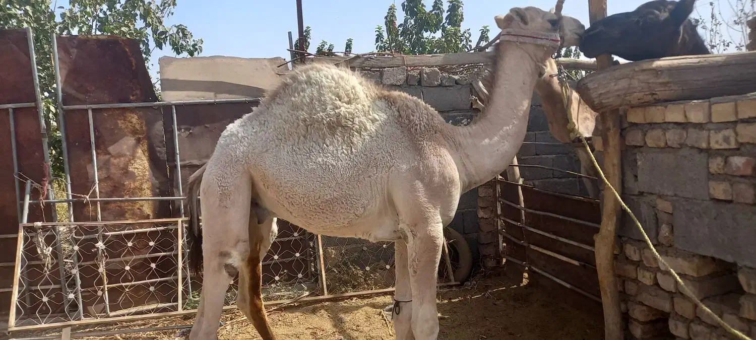 بچه شتر|حیوانات مزرعه|قم, باجک دو|دیوار