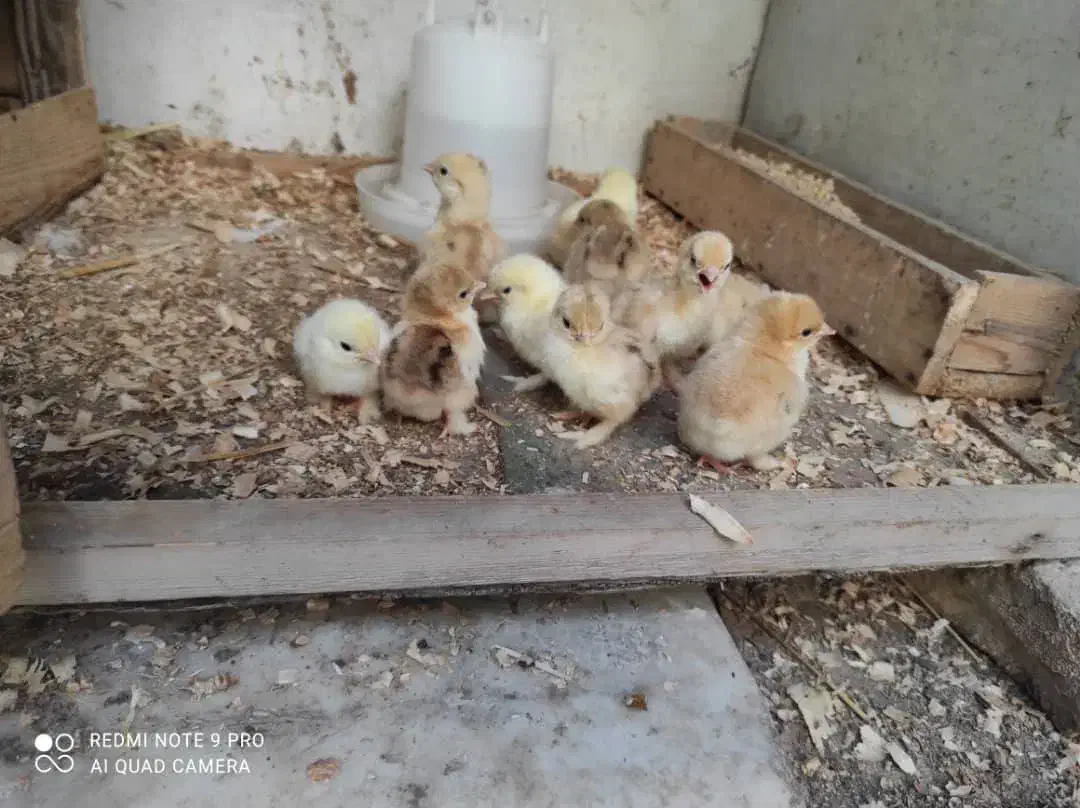 کوشین(جوجه کوشین مرغ و خروس مینیاتوری ست جاپنیز)|حیوانات مزرعه|گرگان, |دیوار