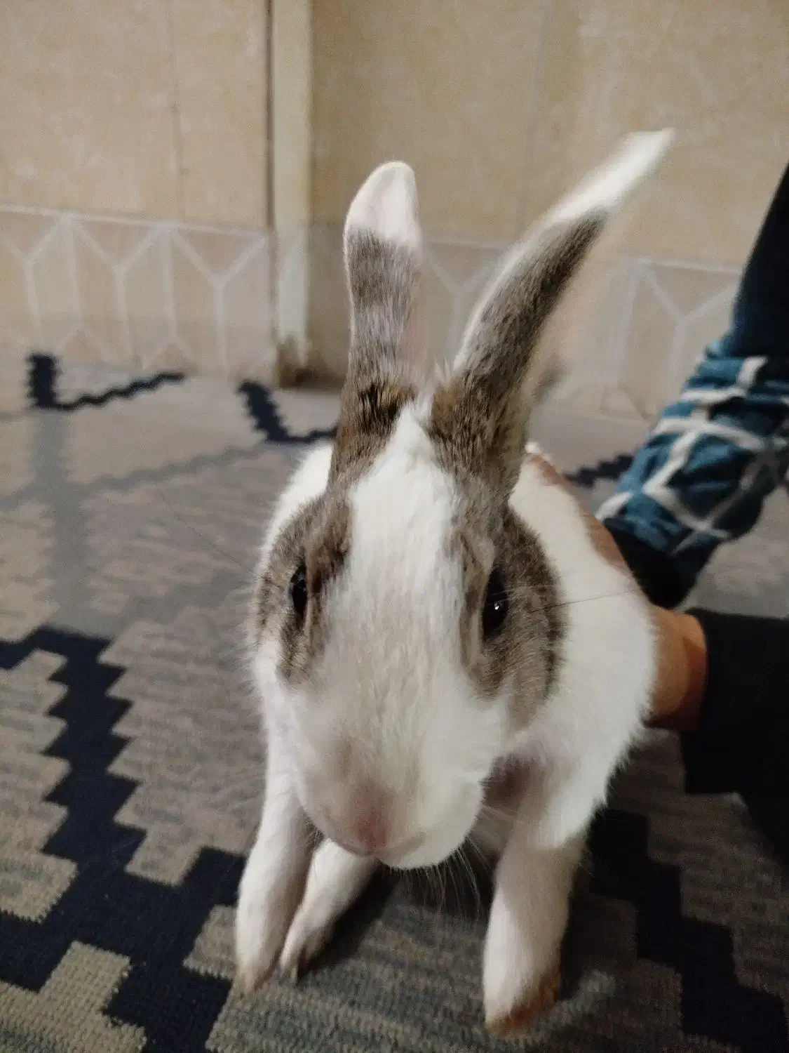 خرگوش نر|موش و خرگوش|بیرجند, |دیوار