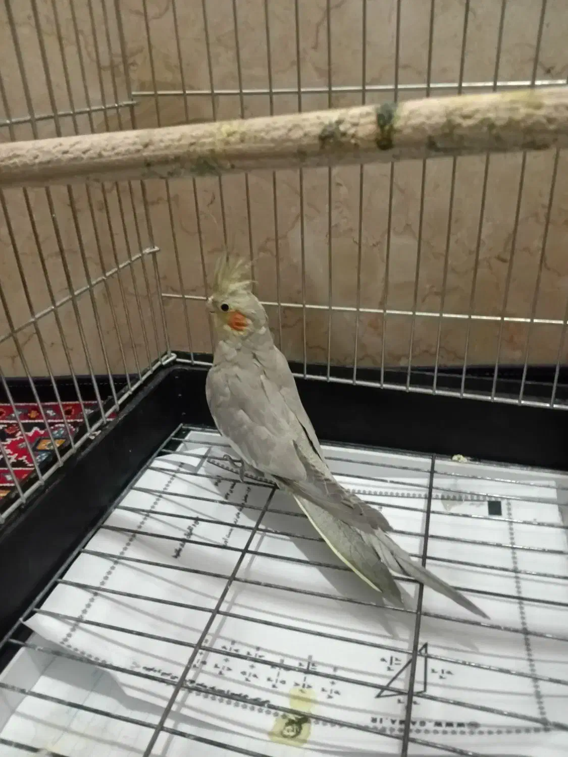 عروس هلندی ماده|پرنده|بومهن, |دیوار