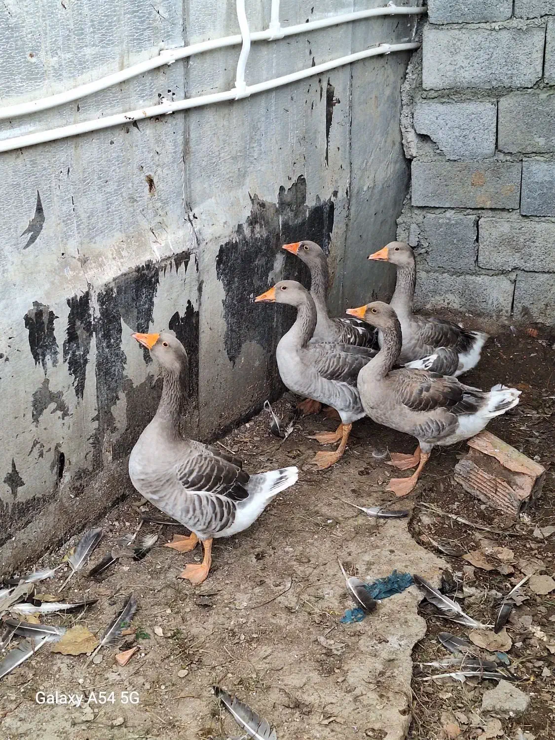 غاز محلی بالغ|حیوانات مزرعه|نوشهر, |دیوار