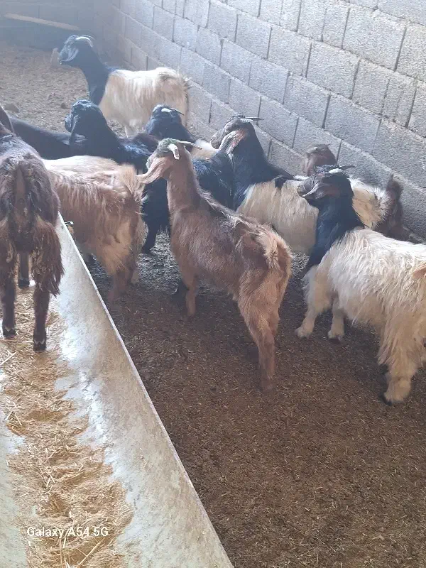 ۱۷ عدد بزغاله سالم به ضمانت|حیوانات مزرعه|رضویه, |دیوار