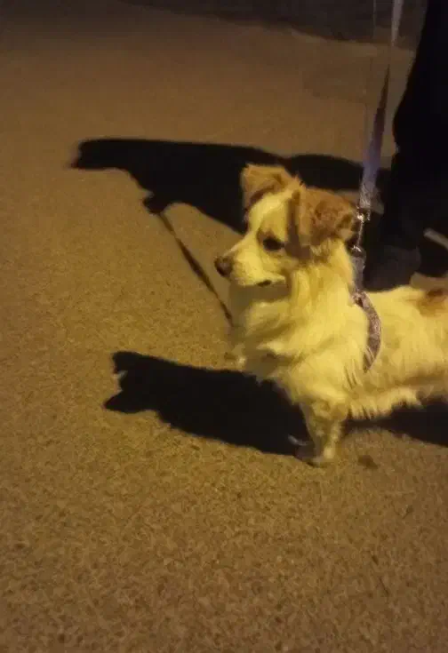 پاپی نر اشپیتز|سگ|گلپایگان, |دیوار