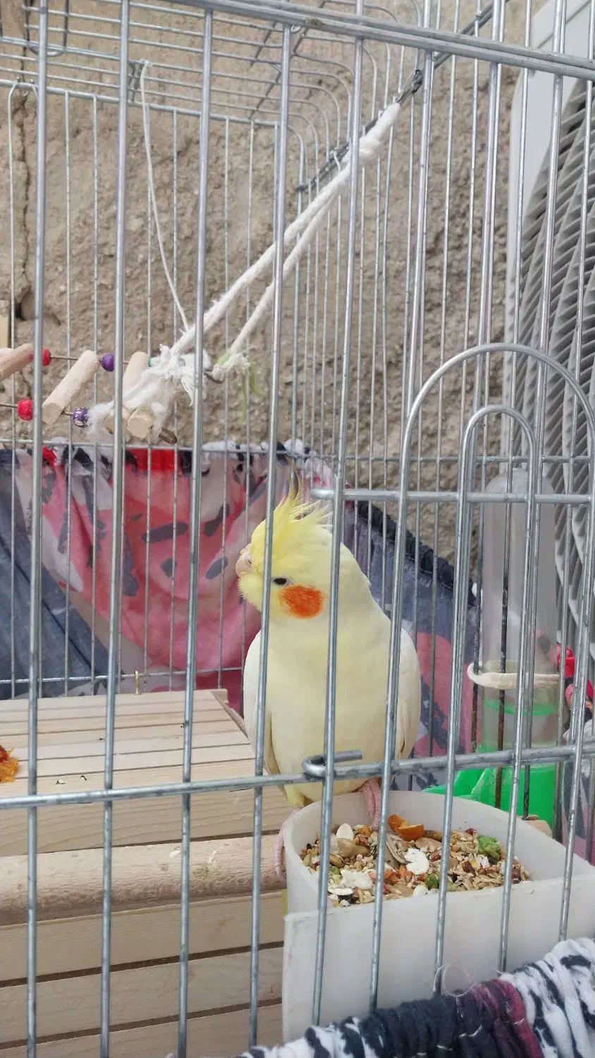 فروش عروس هلندی|پرنده|لامرد, |دیوار