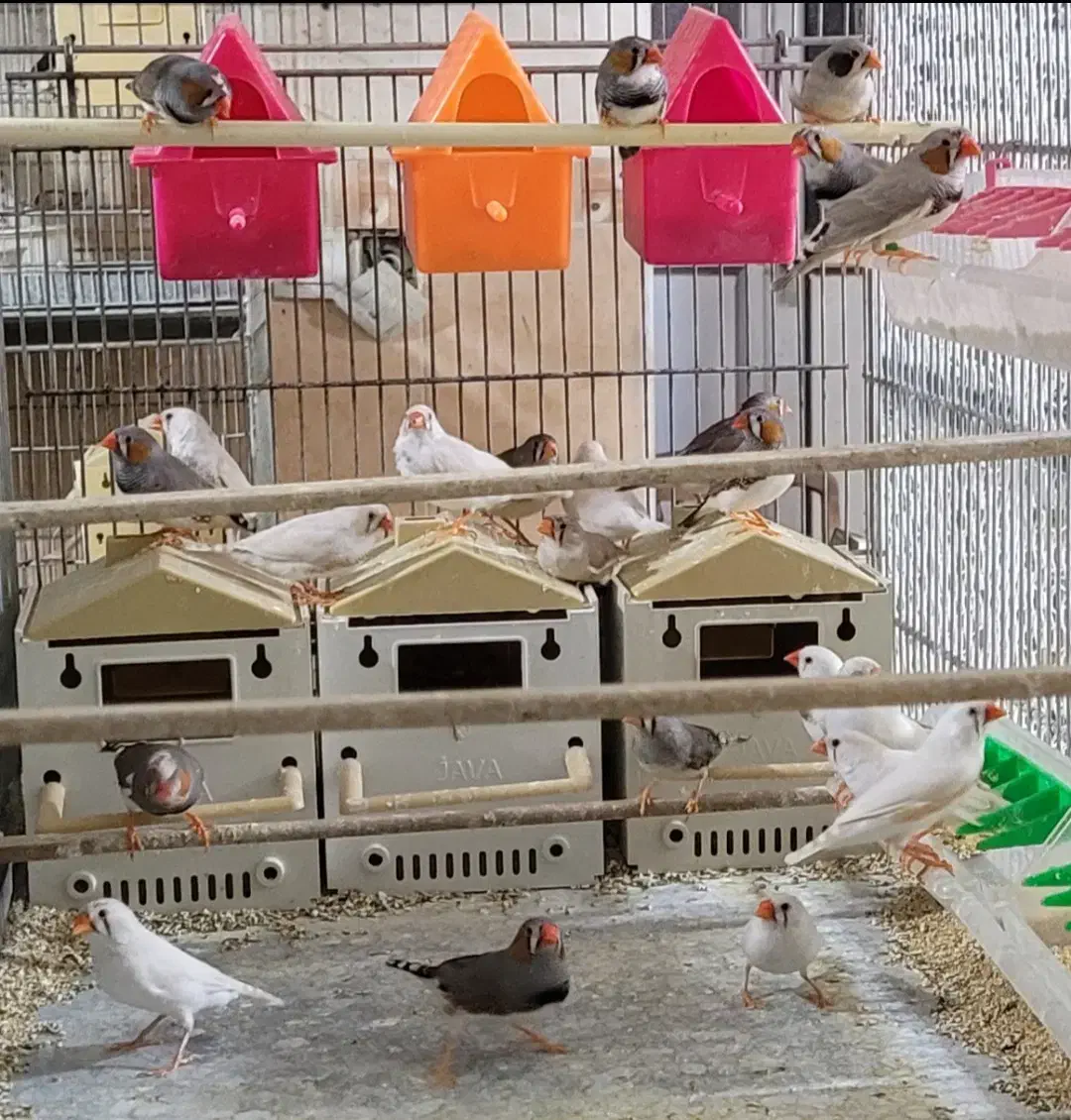 فنچ مولد به ضمانت|پرنده|کرمان, |دیوار