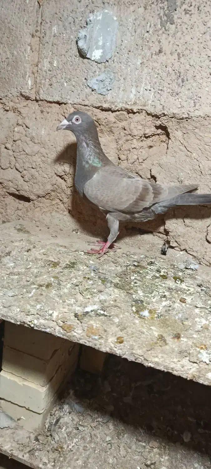 کبوتر|پرنده|شوشتر, |دیوار