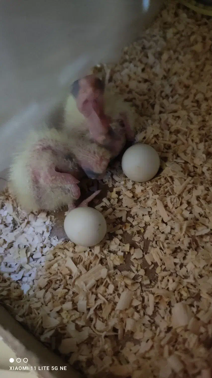 یه جفت طوطی عروس مولد معاوضه با فنچ|پرنده|فردیس, منظریه|دیوار