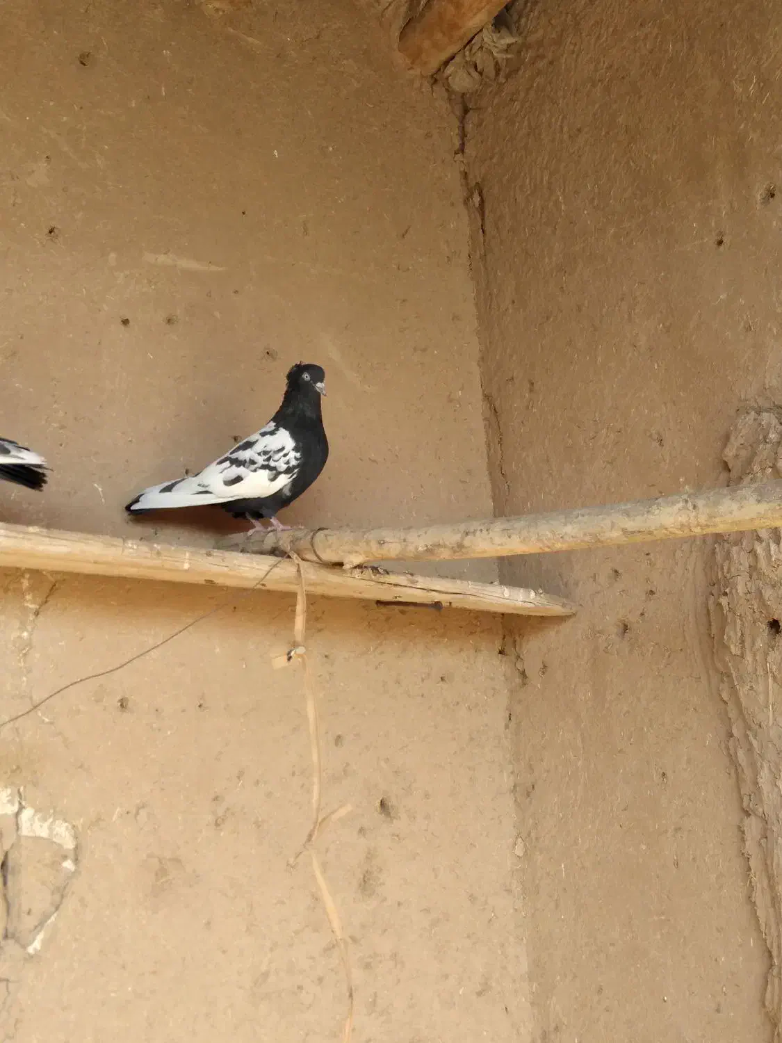 جفت کبوتر سینه سیا|پرنده|اسفراین, |دیوار