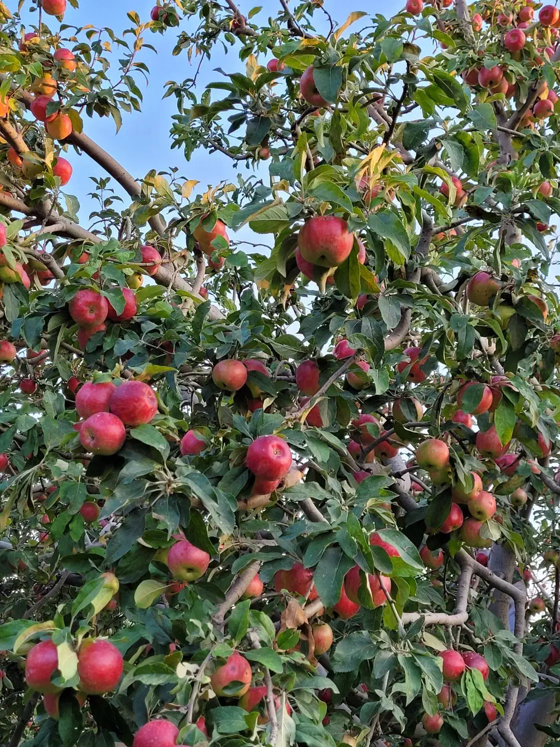 فروش خونه باغ|فروش خانه و ویلا|طارم, |دیوار