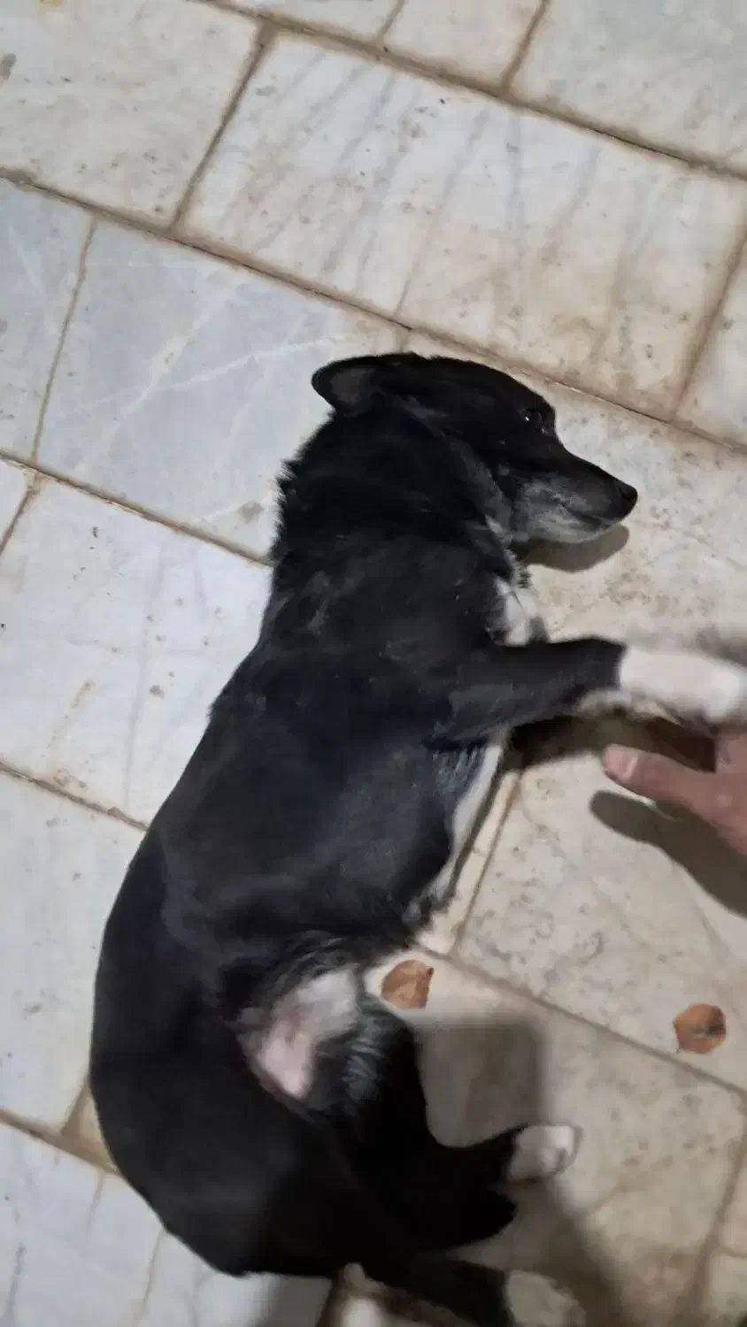 سگ...|سگ|مشهد, خرم آباد|دیوار