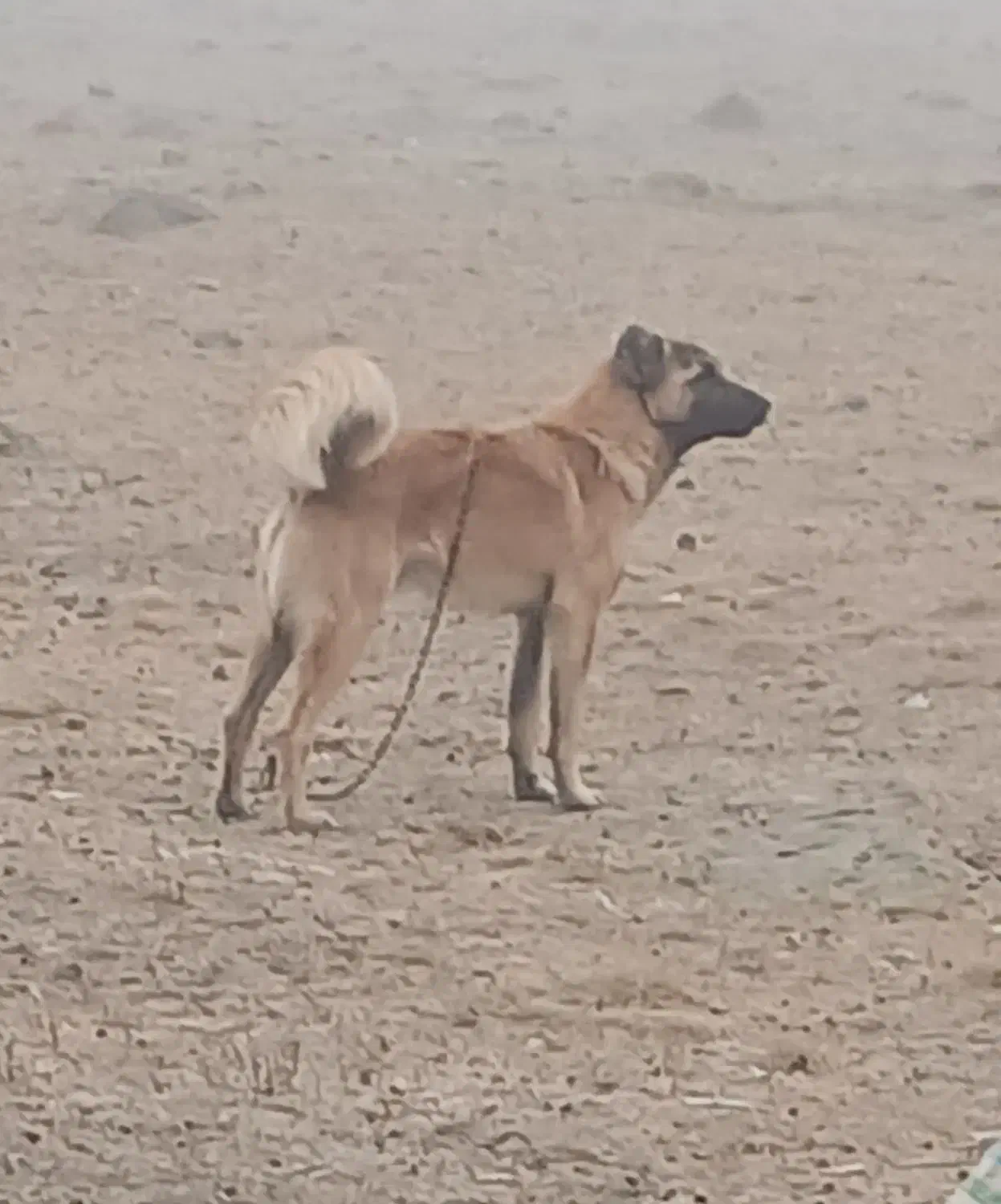 سگ سرابی یکساله ماده بسیار زرنگ وباهوش|سگ|قشلاق دشت, |دیوار