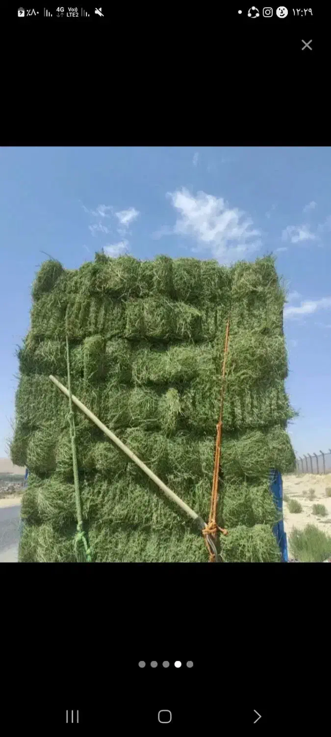 فروش پرس یونجه بیده|حیوانات مزرعه|بردسیر, |دیوار