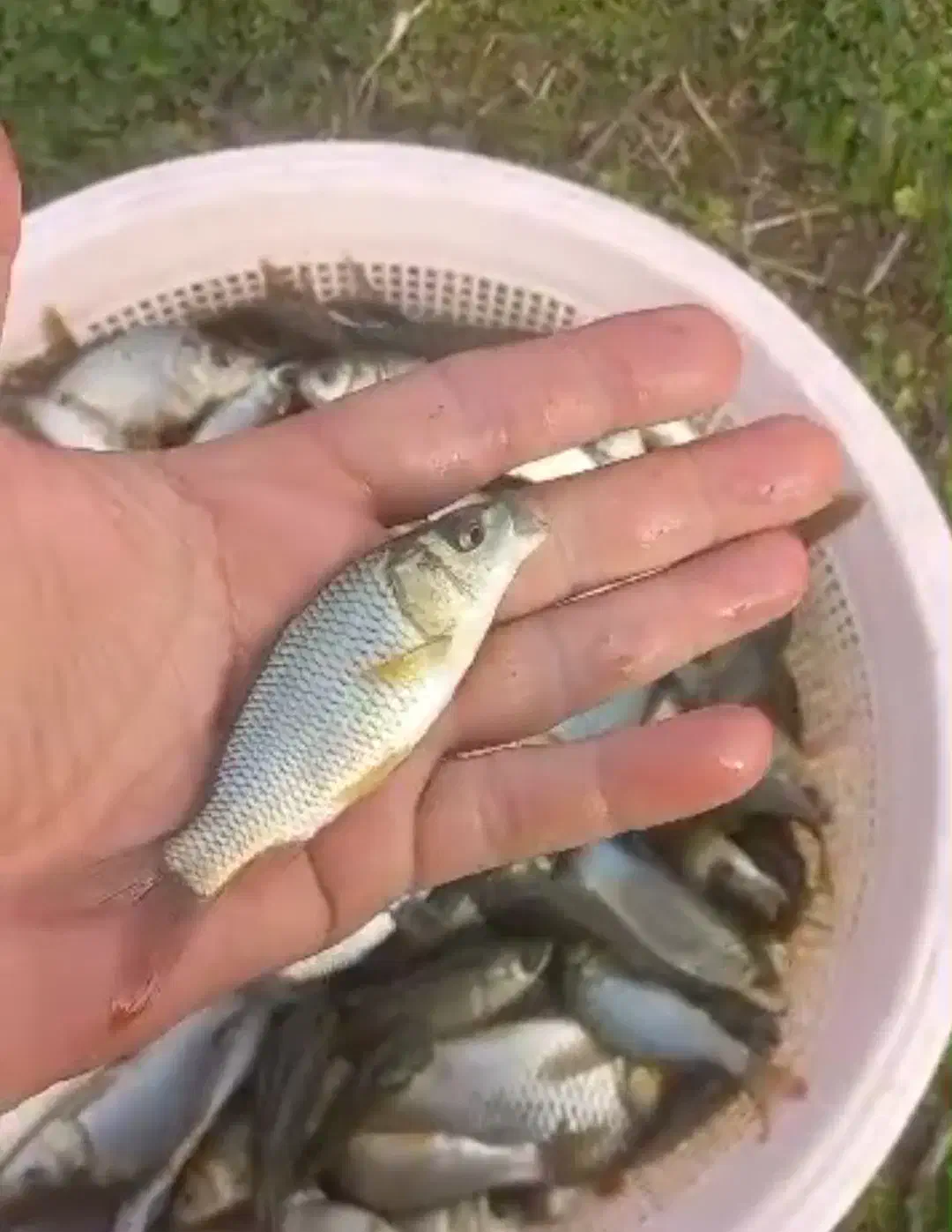 انواع بچه ماهی گرمابی|ماهی|آمل, |دیوار