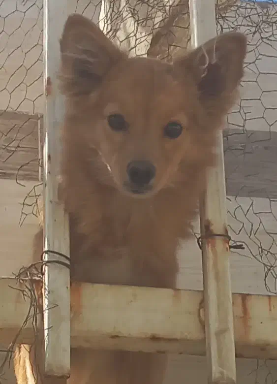 سگ پامر روباهی|سگ|شیراز, ماه فیروزان|دیوار
