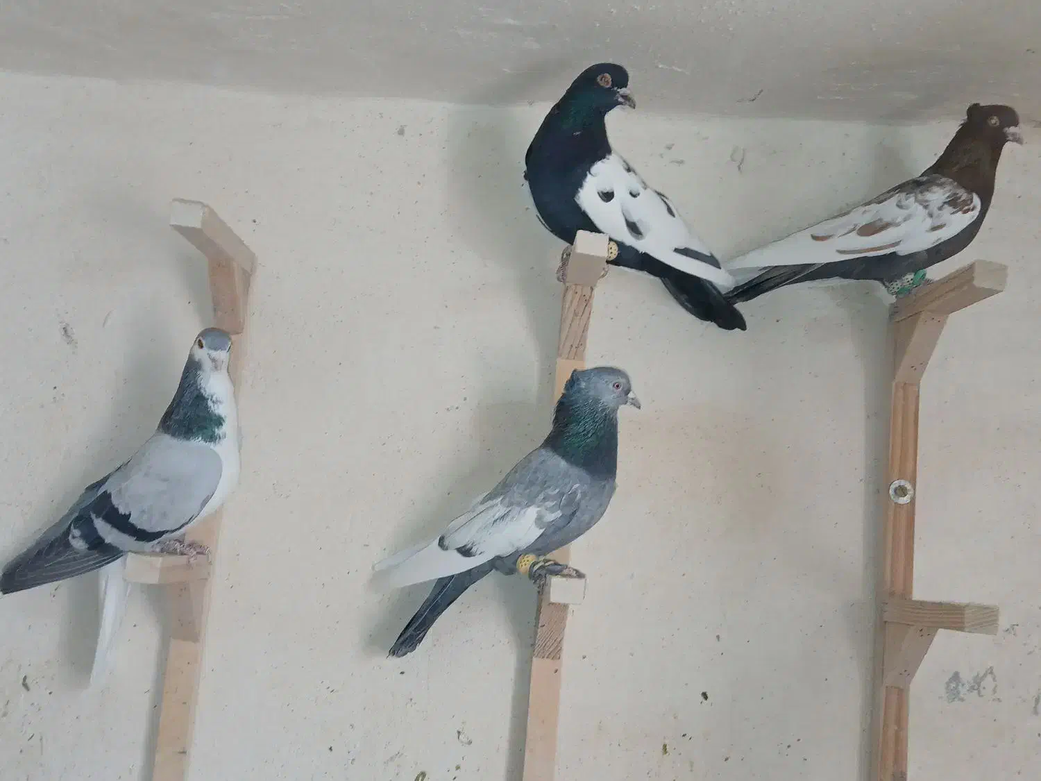 کفتر بهبانی|پرنده|شیراز, سعدیه شمالی|دیوار