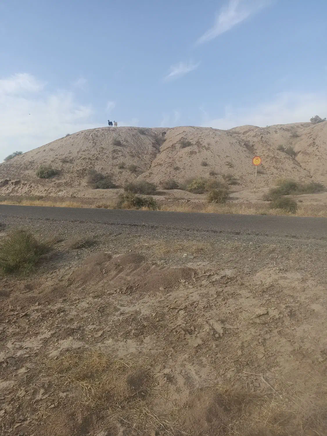 سه بره دوتا بز باهم 50|حیوانات مزرعه|عباسآباد, |دیوار