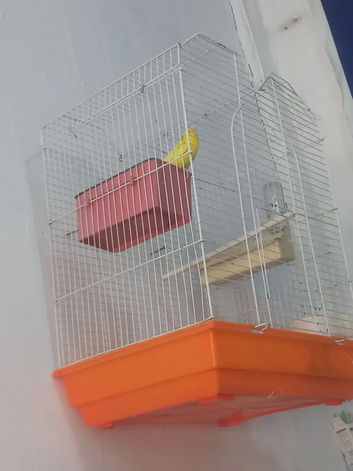 مرغ عشق باقفس|پرنده|اسلامشهر, کاشانک|دیوار