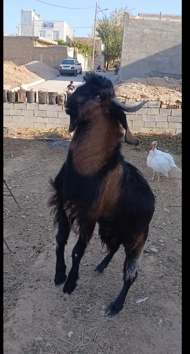 بزنر برای نگهداری نسل کشی عالی|حیوانات مزرعه|بجنورد, |دیوار