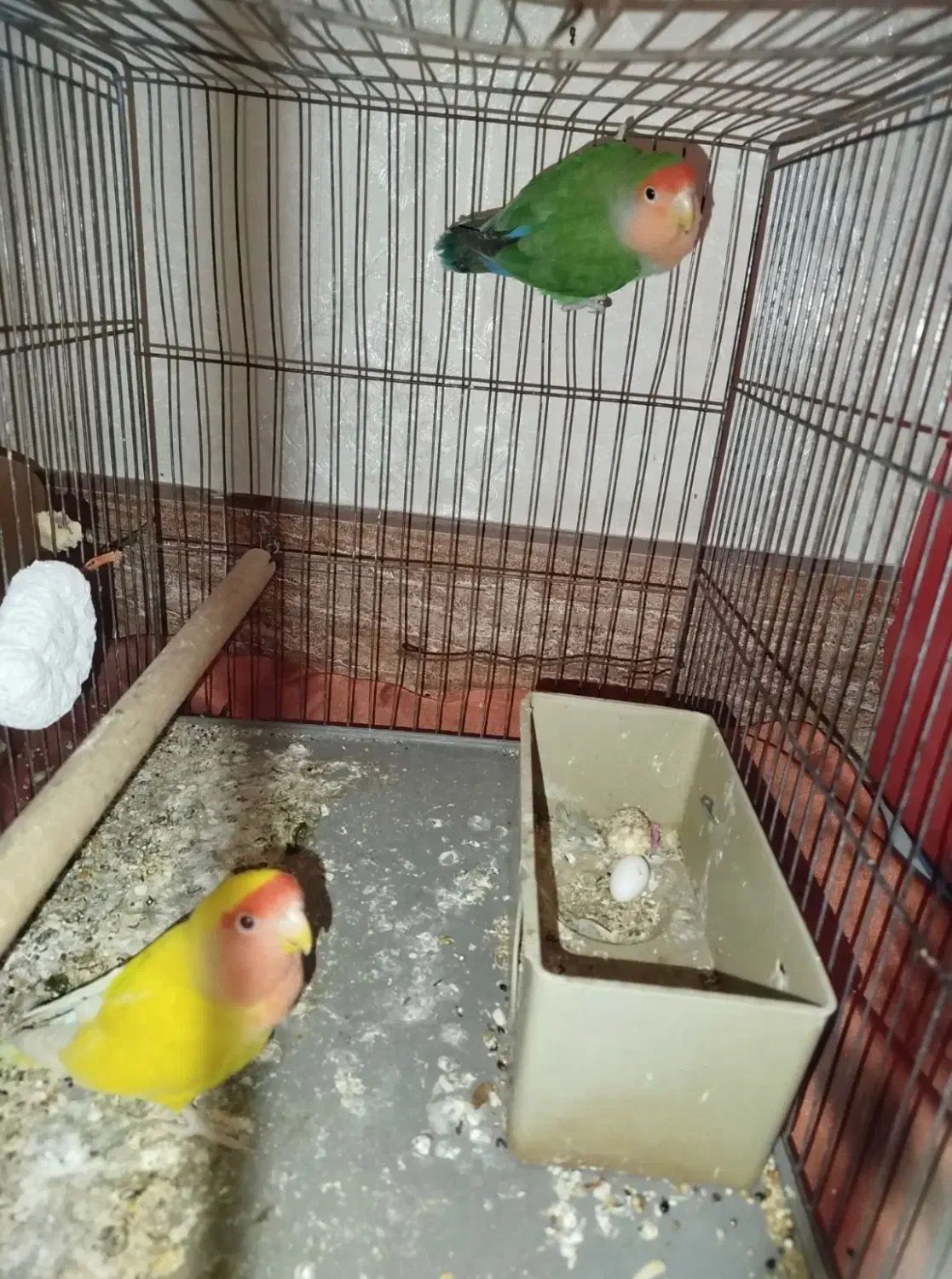 طوطی برزیلی|پرنده|محمدشهر, جعفرآباد|دیوار