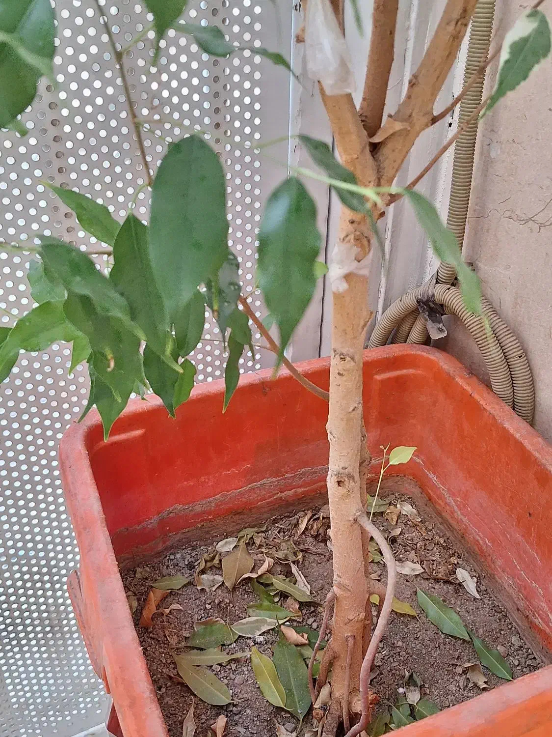 گل، (درختچه)بنجامین دو رنگ|گل و گیاه طبیعی|هشتگرد, مدرس|دیوار