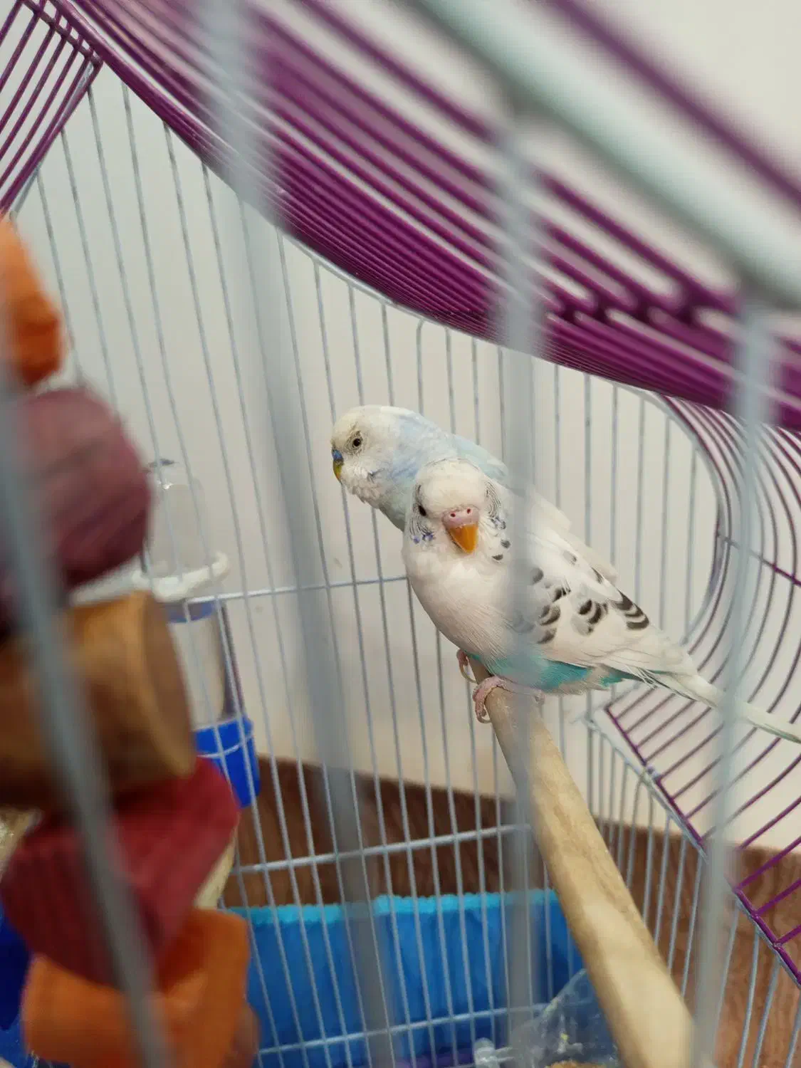 مرغ عشق|پرنده|الیگودرز, |دیوار