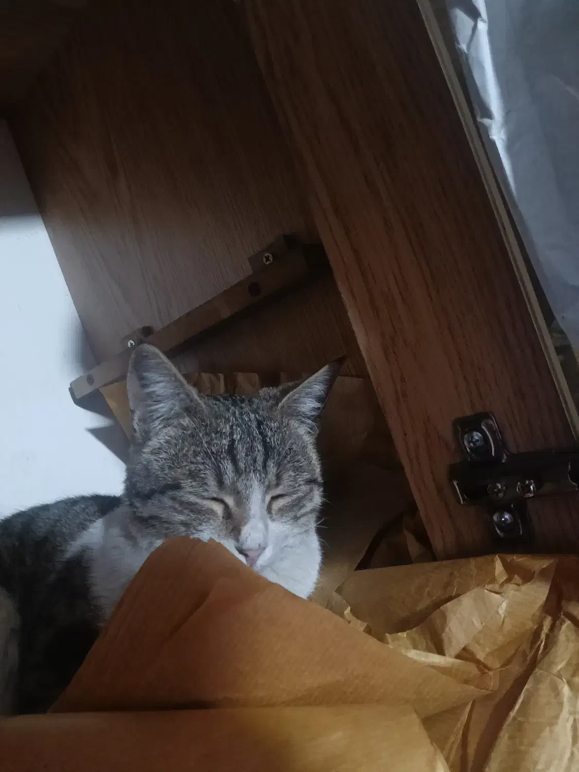 گربه خسته خسته آماده برای خواب|گربه|آبیک, |دیوار