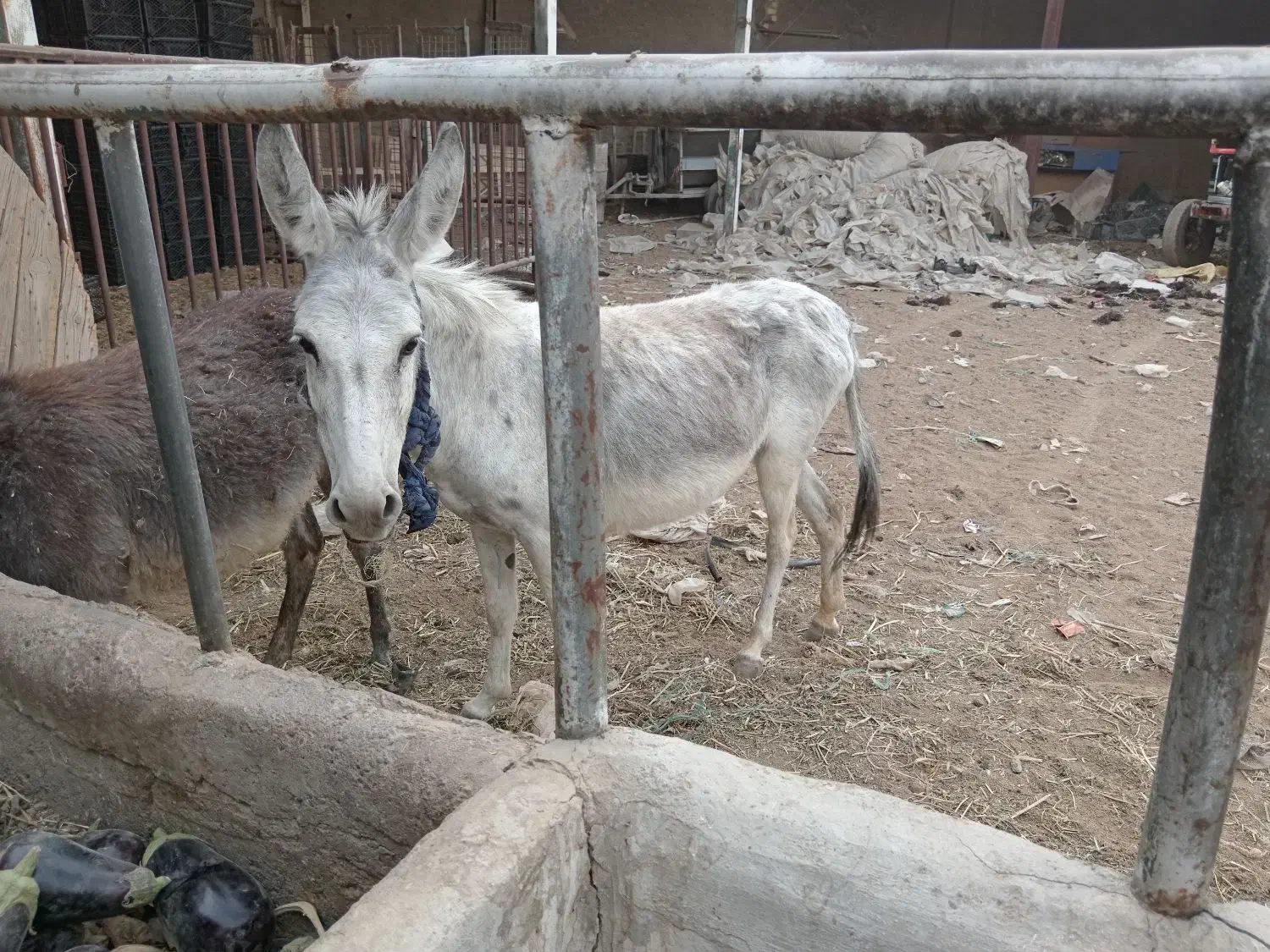 خره وکره ماده|حیوانات مزرعه|ابریشم, |دیوار