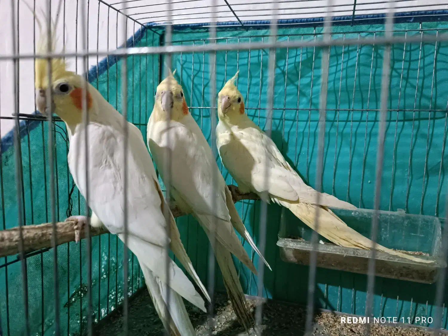 جفت عروس|پرنده|رشت, فلسطین|دیوار