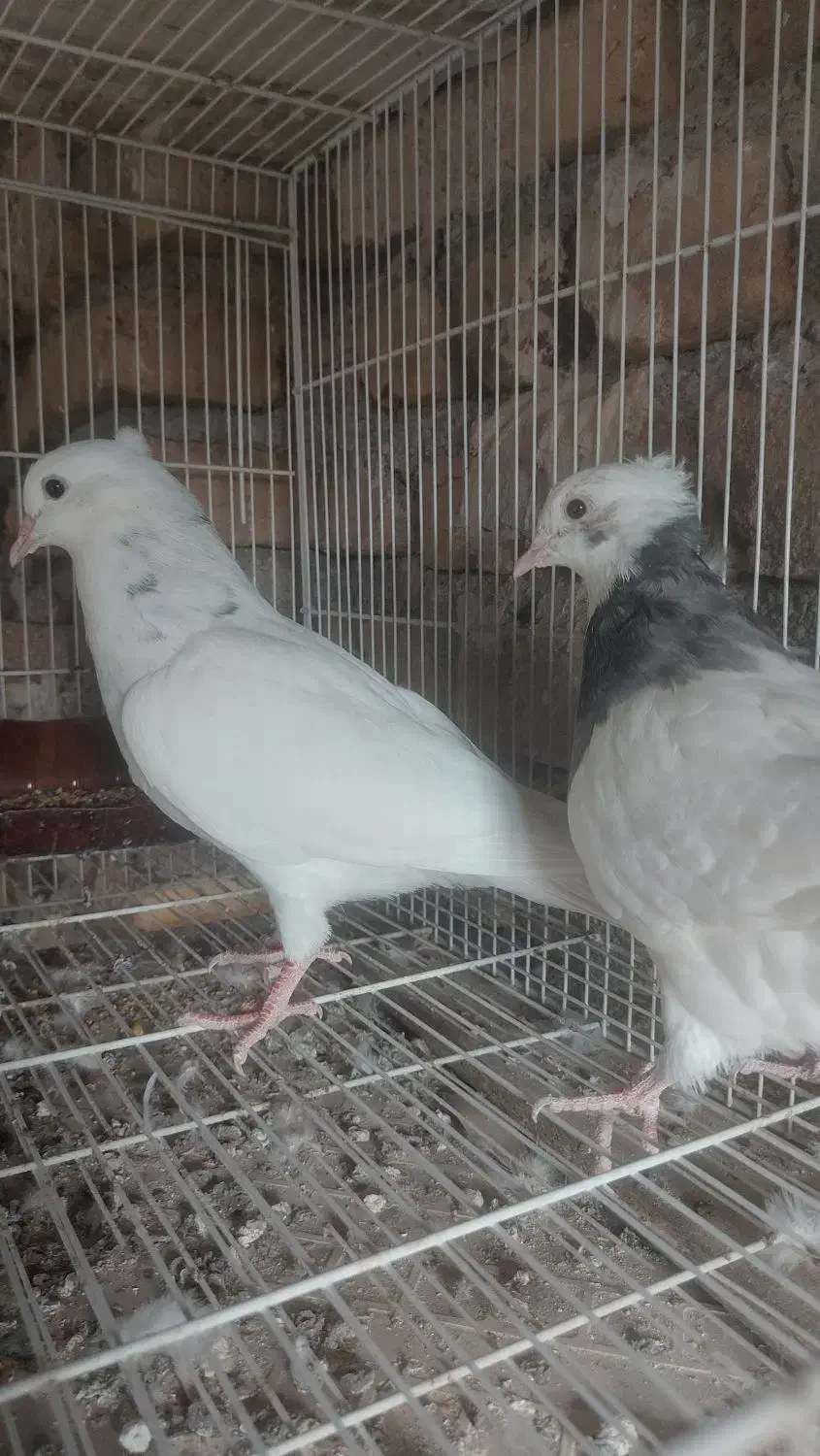 ۵ عدد کبوتر جوانه رنگه|پرنده|فردوس (خراسان), |دیوار