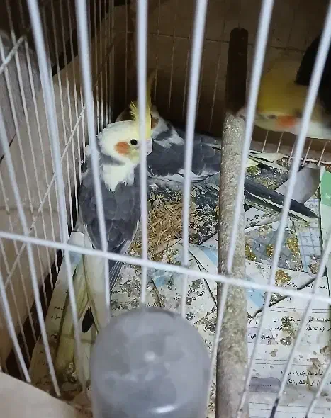 عروس هلندی|پرنده|شیروان (خراسان), |دیوار